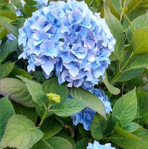 Meet your Posher, Ally